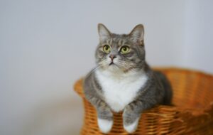 Корм для кошек и собак Award