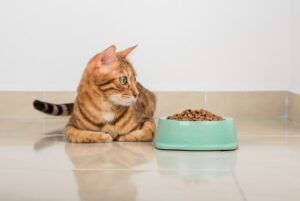Как правильно перевести кошку с корма на корм?